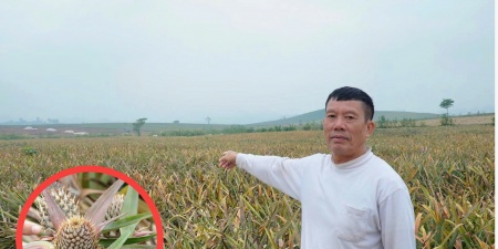  Thanh Hóa: Hàng chục hecta dứa héo rũ, thối gốc, nông dân lâm cảnh trắng tay