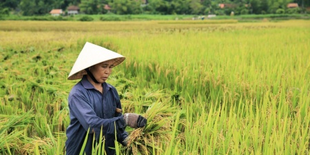 Các trường hợp miễn thuế sử dụng đất nông nghiệp từ ngày 1/1/2026 đến hết năm 2030