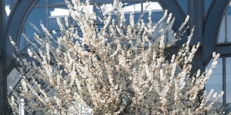 Lạc bước giữa 'thiên đường hoa mận' cứ ngỡ cao nguyên Mộc Châu trên đỉnh Fansipan