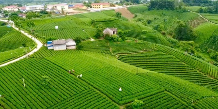 Từ chén trà đến mục tiêu tỷ đô: Hành trình nâng tầm chè Thái Nguyên
