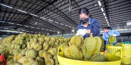 Nông sản Việt đối mặt những thách thức mới tại thị trường Trung Quốc 