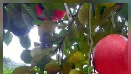 Thanh Hoá hỗ trợ phát triển thương hiệu sản phẩm thực phẩm chủ lực giai đoạn 2026-2030