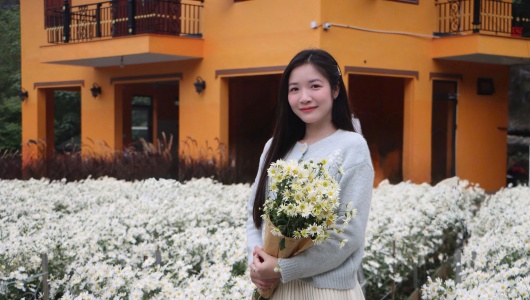 Ngỡ ngàng vườn cúc họa mi bung nở trắng xóa ở Thanh Hoá 