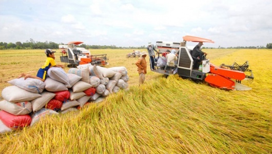 Bộ Công Thương định hướng các giải pháp thúc đẩy xuất khẩu gạo bền vững