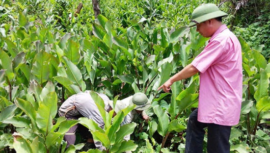HTX Hồng Phước: Mô hình HTX đa ngành tạo sinh kế bền vững cho người dân vùng cao Điện Biên