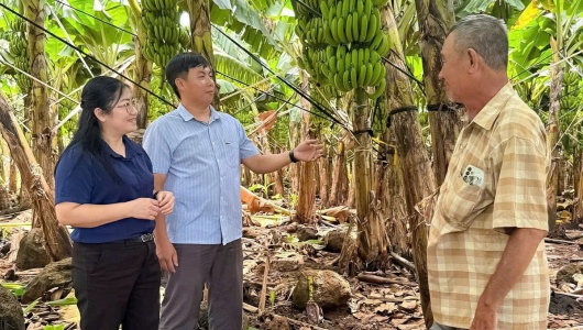 Hợp tác xã Thanh Bình (Đồng Nai): Cây chuối mở lối thoát nghèo bền vững cho người dân địa phương