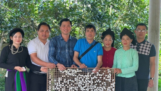 HTX Nấm Tam Đảo: Đòn bẩy phát triển kinh tế nông thôn miền núi phía Bắc