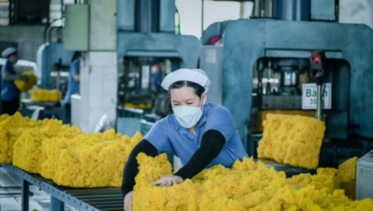 Ngành cao su Việt dự kiến đạt 11,6 tỷ USD trong năm 2025