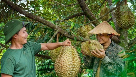 Thí điểm truy xuất nguồn gốc sầu riêng - mặt hàng xuất khẩu chủ lực của nông nghiệp Việt Nam