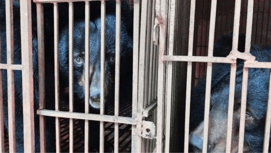 Hà Nội là điểm nóng lớn nhất về nuôi nhốt gấu tại Việt Nam  