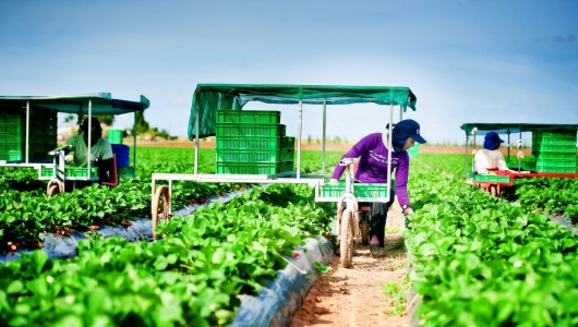 7 nhiệm vụ trọng tâm của ngành Nông nghiệp và Môi trường trong năm 2026