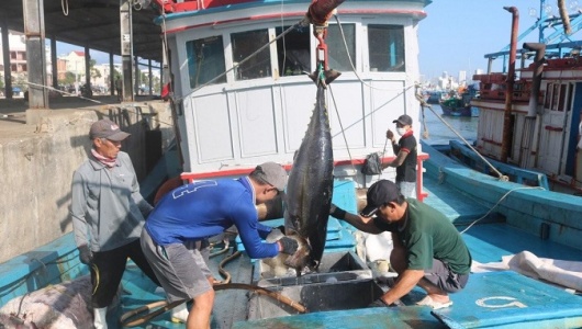 Tiêu chuẩn bền vững MSC, tấm vé để cá ngừ Việt giữ thị phần tại Canada