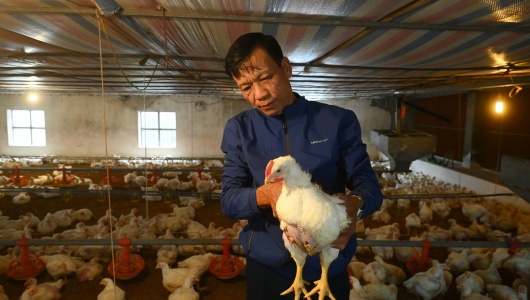 Ngành chăn nuôi bảo đảm nguồn cung thực phẩm dịp Tết Bính Ngọ 2026