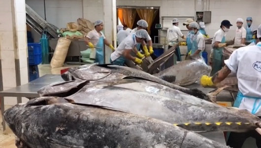 Xuất khẩu cá ngừ sang Tây Ban Nha dự kiến tăng nhẹ trong năm 2026