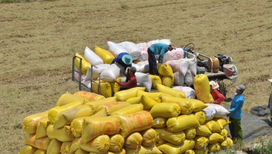 Việt Nam dự kiến xuất khẩu 7,73 triệu tấn gạo trong năm 2026