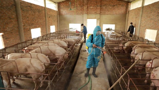 Bổ sung một số điều của các Nghị định trong lĩnh vực chăn nuôi và thú y