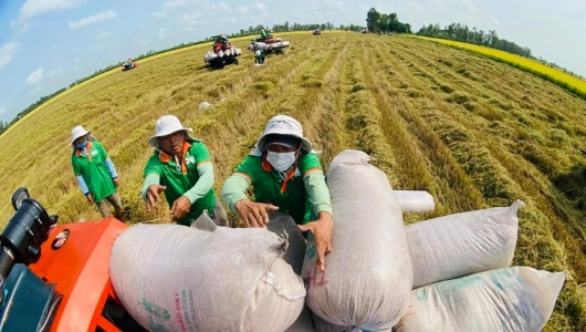 Gạo phát thải thấp: 'Chìa khóa' nâng tầm thương hiệu và giá trị xuất khẩu gạo Việt