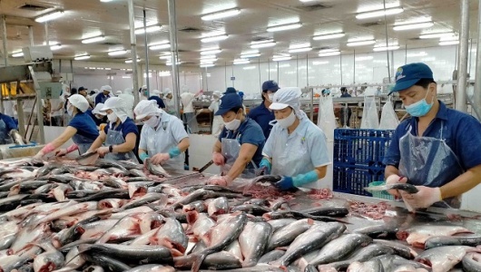 Xuất khẩu cá tra và surimi  - 'chìa khóa' bứt phá thị trường năm 2026