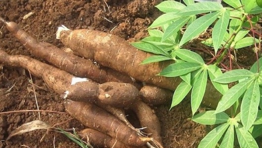 Ngành sắn Việt Nam và thách thức từ bài toán truy xuất nguồn gốc