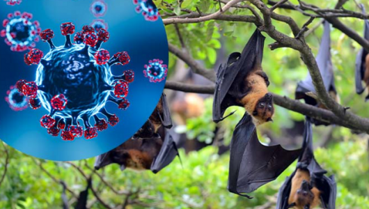 Bộ Y tế yêu cầu sẵn sàng ứng phó sự cố lây truyền bệnh của virus Nipah qua thực phẩm