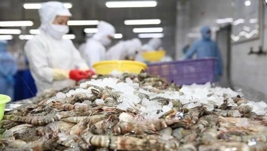 Xuất khẩu tôm Việt Nam sang Trung Quốc tăng mạnh nhờ phân khúc cao cấp