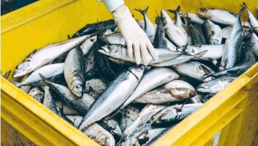 Xuất khẩu thủy sản tăng tốc đầu năm, châu Á dẫn nhịp