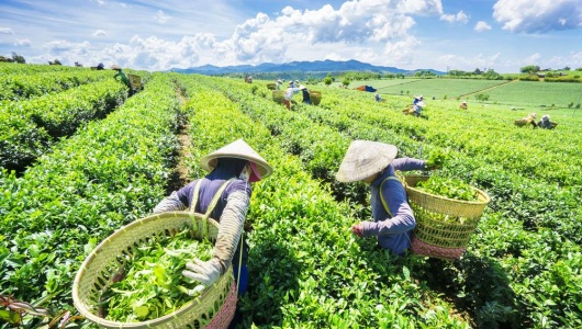 Ngành chè Việt Nam phục hồi ấn tượng, kiến tạo giá trị cao trong chuỗi toàn cầu