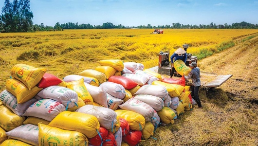 Đề án 1 triệu ha lúa chất lượng cao, bước đột phá đưa gạo Việt vươn tầm quốc tế