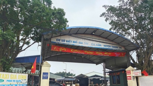 Vụ tiêu thụ 300 tấn lợn bệnh: Cục Chăn nuôi và Thú y sẽ lập đoàn kiểm tra các cơ sở giết mổ 