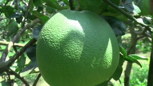 Australia công bố điều kiện nhập khẩu cho bưởi tươi của Việt Nam