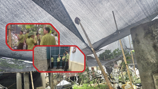 Thanh Hóa: Thu giữ 122 cây muội hồng không rõ nguồn gốc tại nhà dân