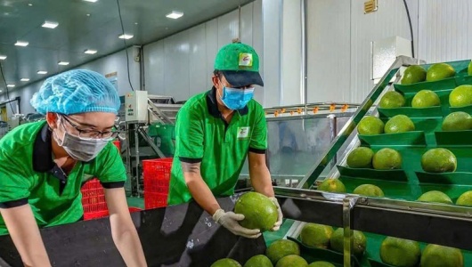 Bưởi và chanh Việt Nam rộng cửa xuất khẩu chính ngạch sang Trung Quốc
