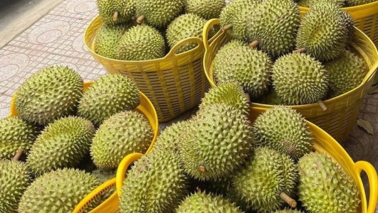 Xuất khẩu sầu riêng Việt đón cơ hội từ thị trường Ấn Độ