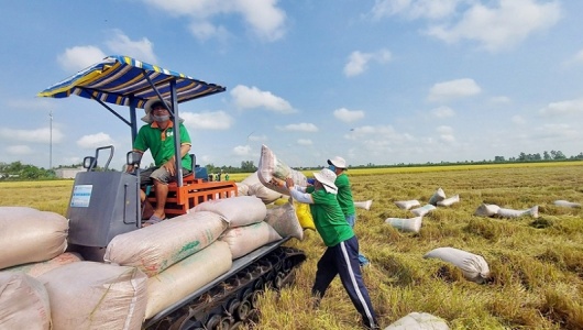 Giá gạo thế giới tăng mạnh, cơ hội để gạo Việt bứt phá