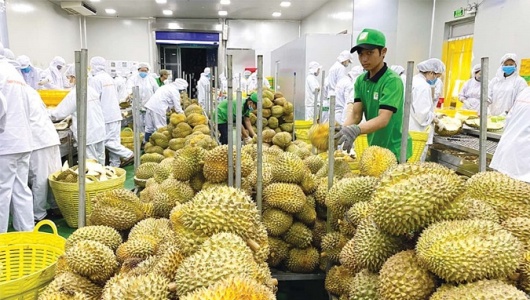 Xuất khẩu rau quả 'tăng tốc' bằng hộ chiếu xanh và chế biến sâu