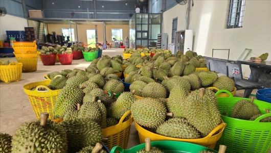 Gỡ 'nút thắt' dư lượng và bài toán kiểm soát từ gốc để ngành sầu riêng bứt phá