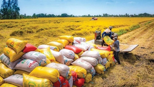 Gạo Việt và chiến lược nâng cao giá trị xuất khẩu cho nửa cuối năm 2026