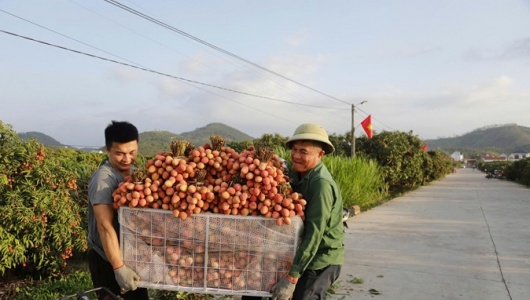 Bắc Ninh: Sản lượng vải thiều giảm 50%, doanh thu vẫn cán mốc 3.700 tỷ đồng