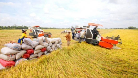 Xuất khẩu gạo giữ nhịp tăng trưởng, hướng tới giá trị 'xanh'