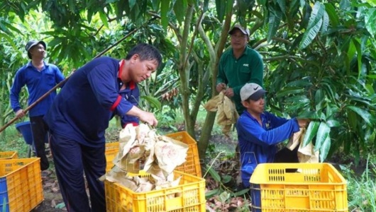 Du lịch nông nghiệp mở thêm động lực gia tăng giá trị cho ngành hàng xoài