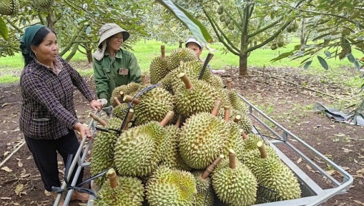 Ấn Độ chính thức mở cửa cho sầu riêng tươi Việt Nam