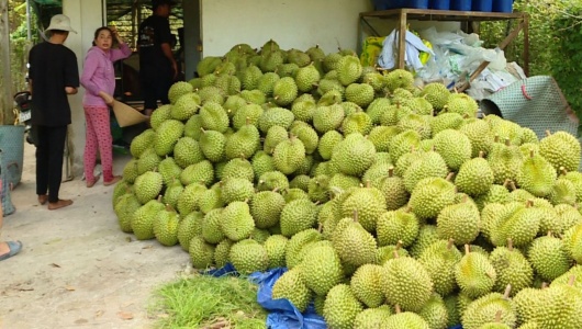 Sầu riêng Việt Nam hướng tới mốc xuất khẩu 4 tỷ USD