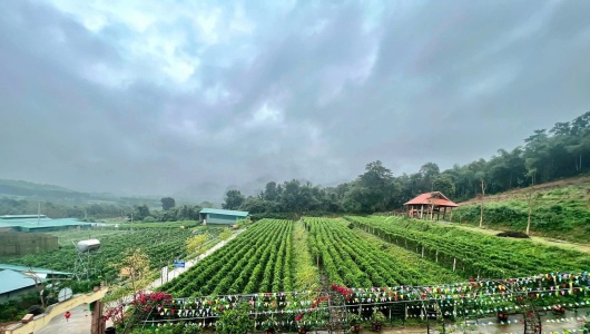 Để phát triển dược liệu, Nghệ An cần hướng tới 3 giá trị cốt lõi