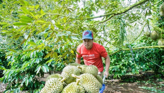 Đắk Lắk xây dựng 3 kịch bản tiêu thụ 500.000 tấn sầu riêng vụ 2026