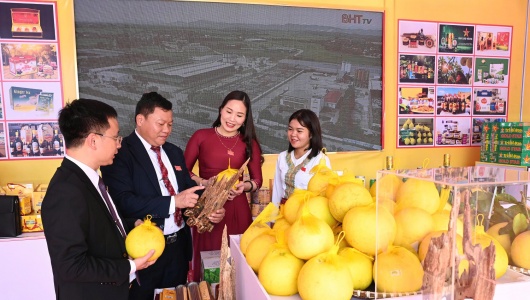 Bưởi Phúc Trạch – Miền di sản trăm năm của vùng đất huyền thoại