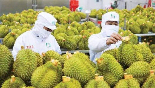 Xuất khẩu rau quả Việt Nam tăng trưởng mạnh, hướng đến mốc 10 tỷ USD
