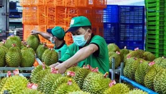 Ngành sầu riêng Việt muốn vươn xa, liên kết phải bắt đầu từ vườn