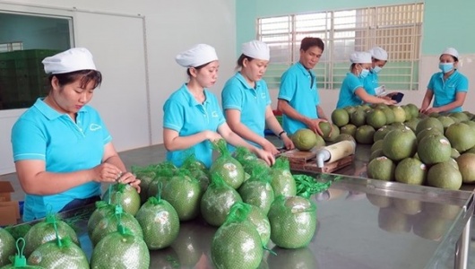 Úc tạm dừng nhập khẩu trái bưởi tươi, Bộ Nông nghiệp chỉ đạo khắc phục