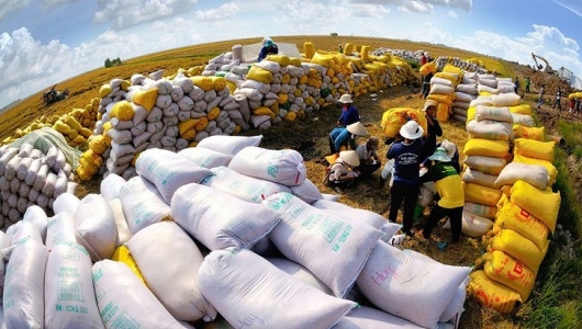 Nâng tầm giá trị thương hiệu gạo Việt: Chuyển tư duy từ 'sản lượng' sang 'giá trị gia tăng'