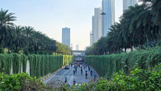 Hà Nội định hướng mỗi tuyến phố trồng một loài cây chủ đạo 